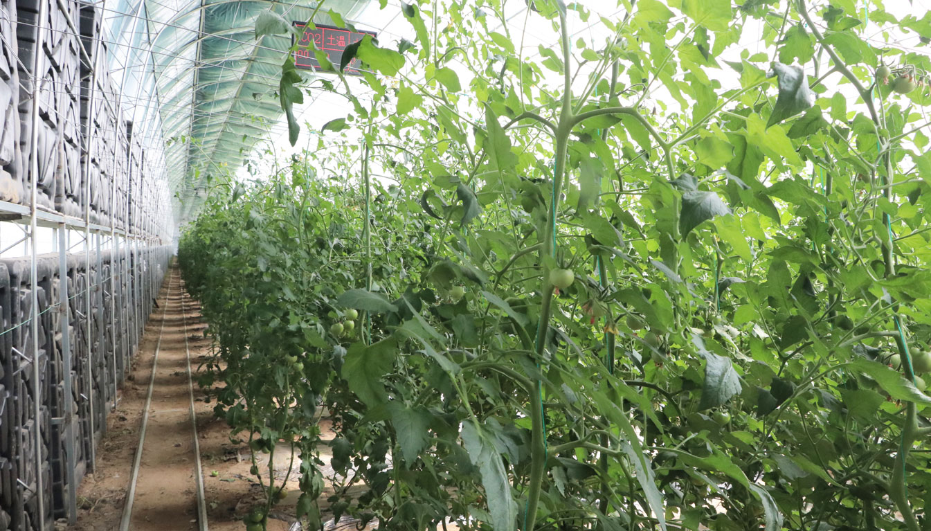 2、四季溫室網(wǎng)頁_14.jpg 2、四季溫室網(wǎng)頁_14.jpg